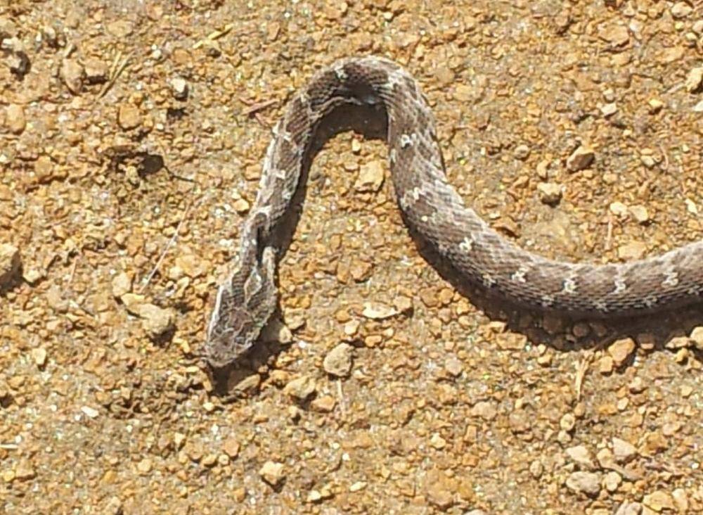 «Страшно»: Жители Бурятии бьют тревогу из-за неизвестных агрессивных змей