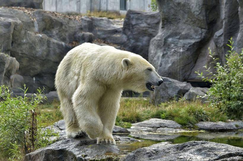 Сотрудница Московского зоопарка защитилась от белого медведя веником и совком