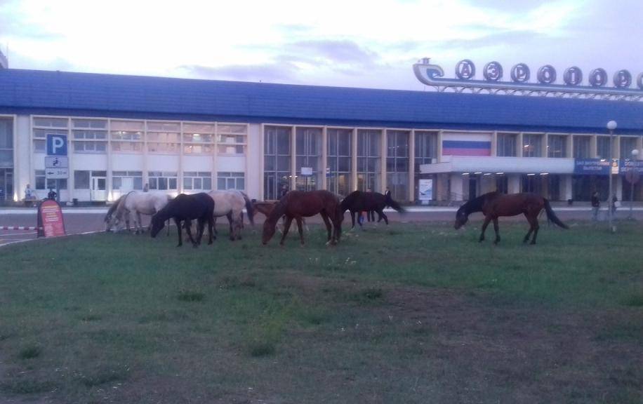 «Не надо ждать маршрутку – сел и поскакал»: В аэропорт Улан-Удэ наведались лошади