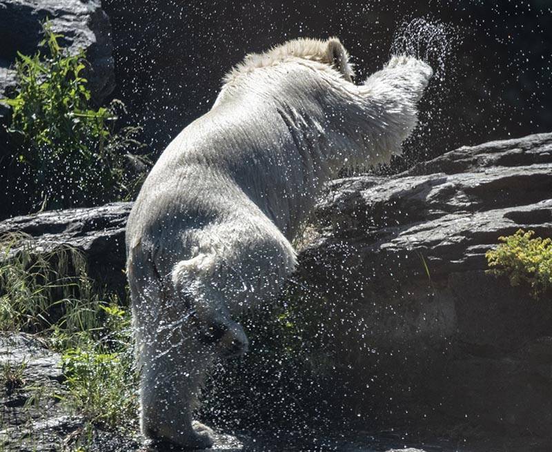 Видео "дуэли" уборщицы и белого медведя в Московском зоопарке