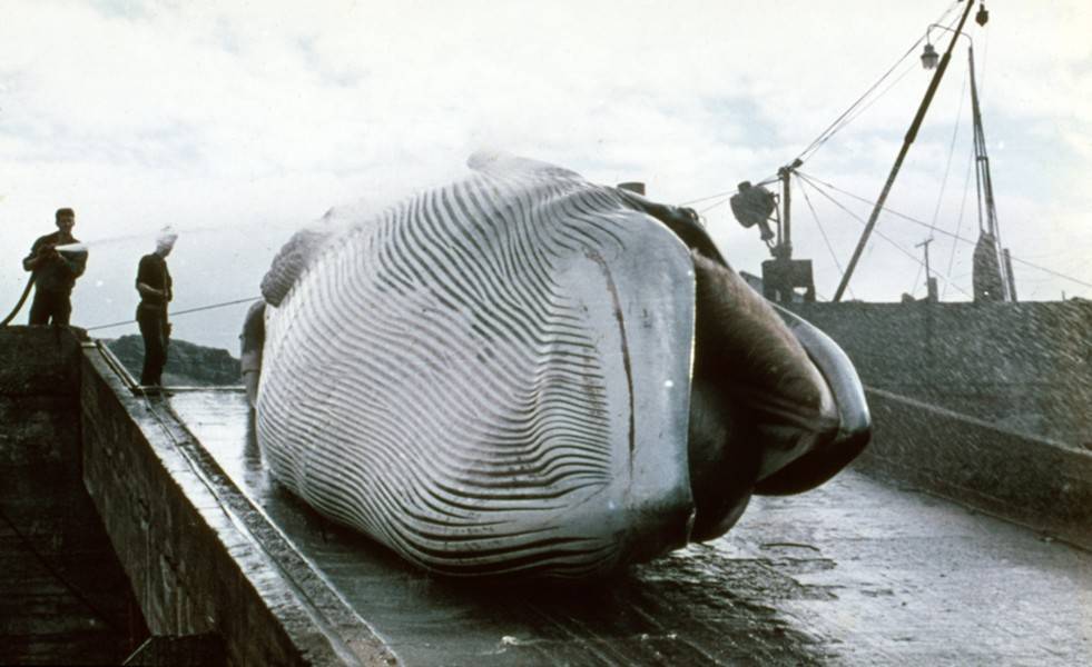Япония возобновила китобойный промысел после более 30 лет запрета