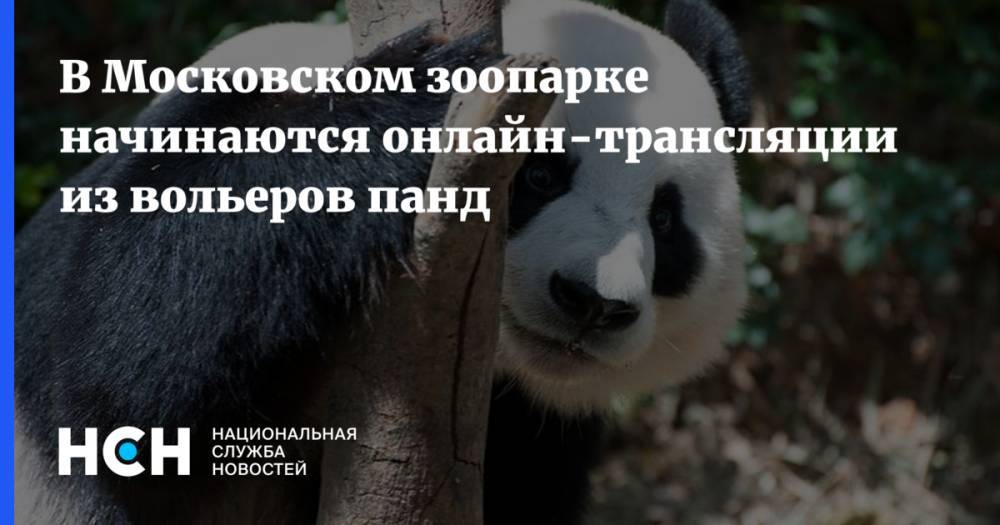 В Московском зоопарке начинаются онлайн-трансляции из вольеров панд