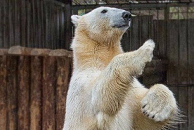 Сотрудница Московского зоопарка поразила британцев, прогнав медведя веником