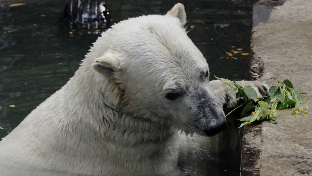 Я бы упала в обморок": Уборщица Московского зоопарка поставила на место веником белого медведя