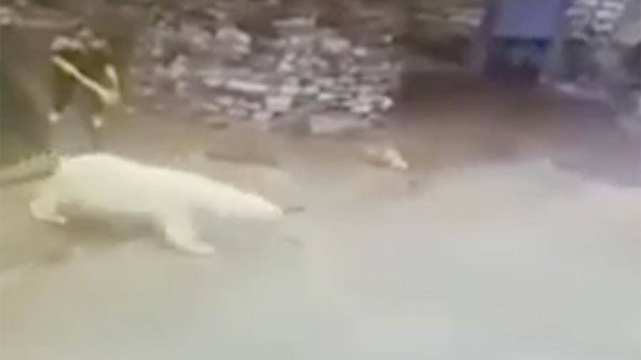 Сотрудница московского зоопарка отогнала белого медведя веником