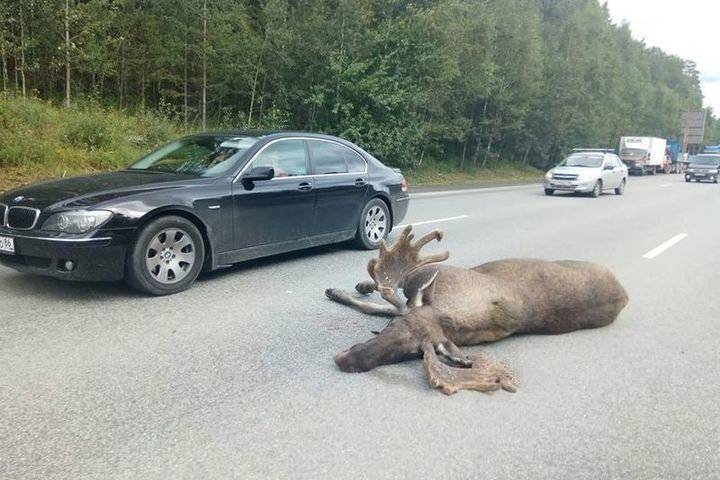 В Смоленской области автоледи сбила дикое животное
