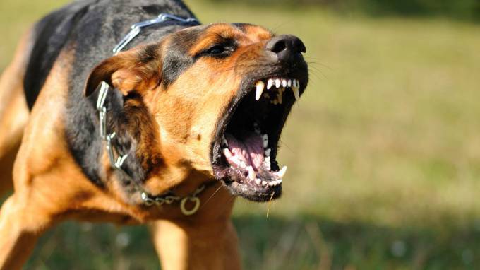 Во Владивостоке собаки загрызли насмерть сторожа
