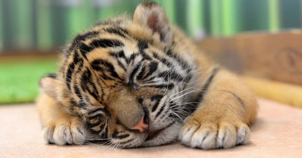 Тигрица напала на&nbsp;пытавшегося украсть тигренка посетителя зоопарка