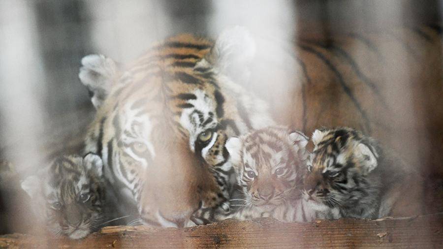 Под Оренбургом тигрица напала на пытавшегося украсть тигренка мужчину