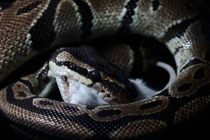 Петербуржец обнаружил в своей квартире экзотическую змею