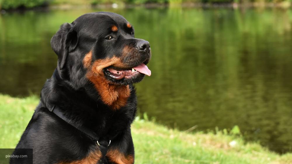 Московские ветеринары рассказали, как правильно ухаживать за собакой