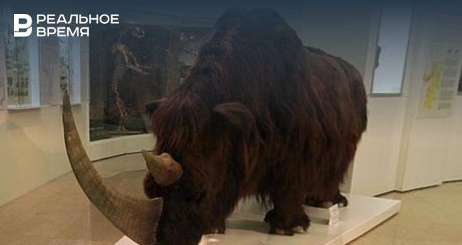 В Башкирии нашли кости древнего шерстистого носорога