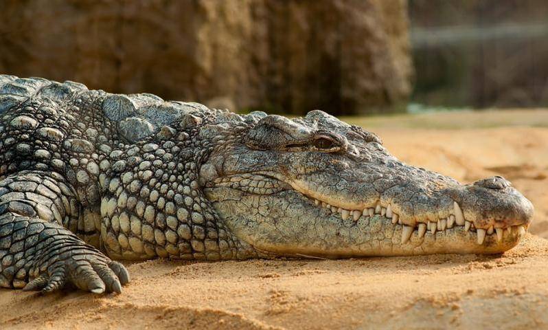 Ученые обнаружили древние останки крокодилов-вегетарианцев