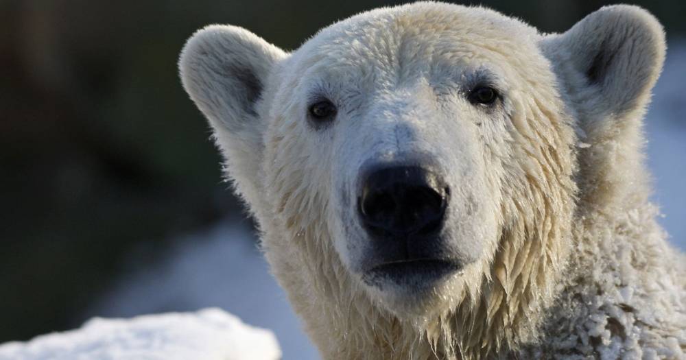 Уборщица Московского зоопарка отбилась от&nbsp;белого медведя веником