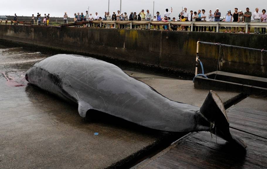 В Токио развязали себе руки, чтобы обагрить их кровью китов