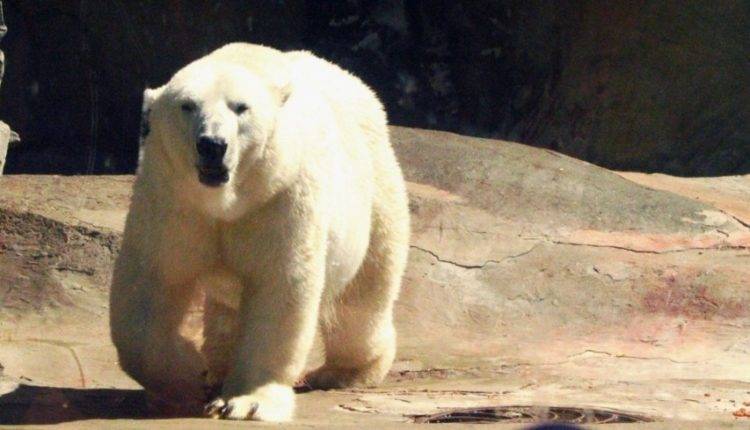 Уборщица в зоопарке прогнала белого медведя веником