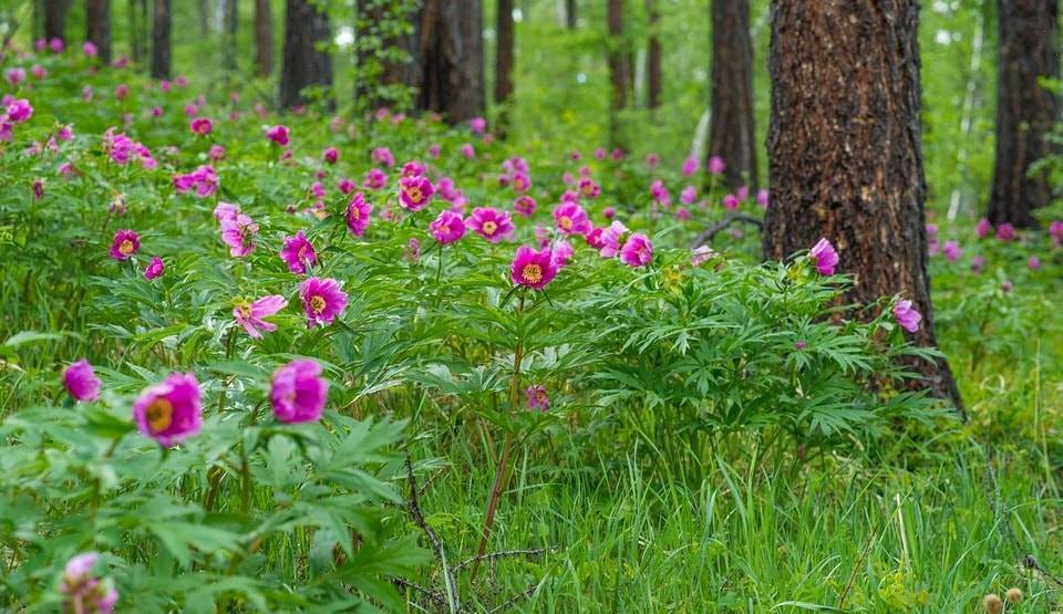 8 человек осудили в Казахстане за сбор цветов