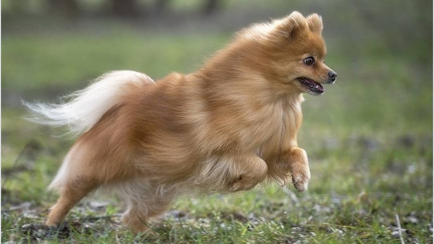 Названы самые популярные у россиян породы собак