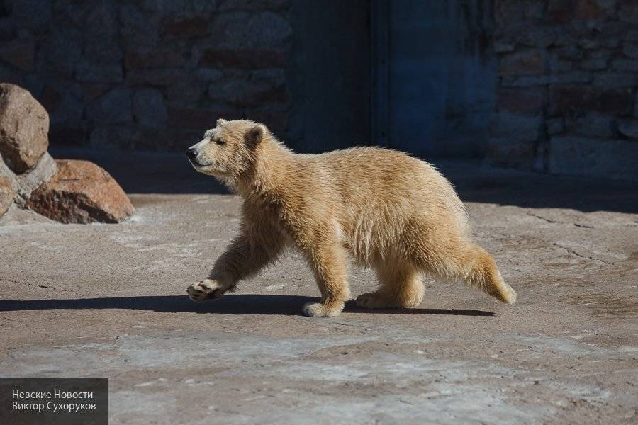 Сотрудница Московского зоопарка расправилась с белым медведем с помощью метлы