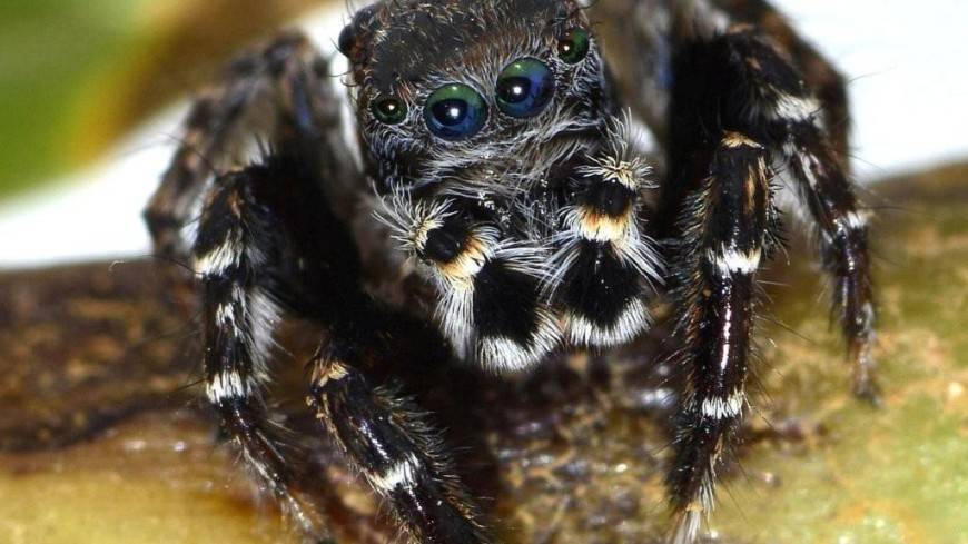 Новый вид австралийских пауков-скакунов назвали в честь Карла Лагерфельда