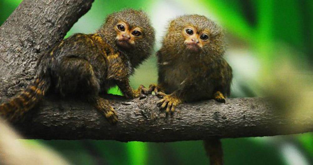 Московский зоопарк приобрел двух обезьян-игрунок