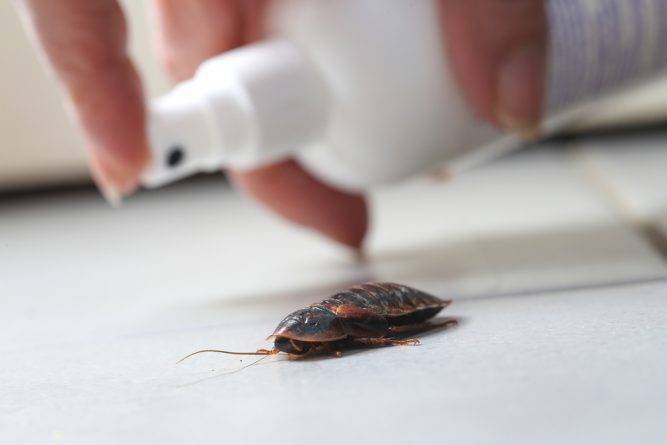 Американские ученые выяснили, что тараканы эволюционируют — и скоро будут практически неубиваемы