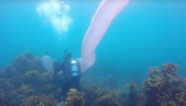 В Новой Зеландии дайверы заметили в воде 10-метрового “монстра”