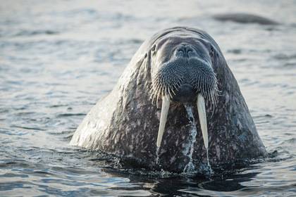 Атлантического моржа заметили в заливе Белого моря впервые за много лет