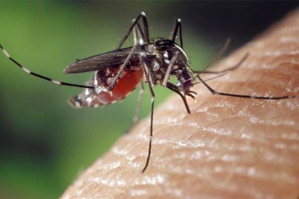 Китай успешно истребил опасных тигровых комаров с помощью радиации