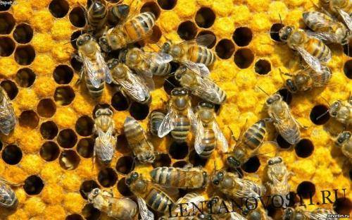 Причиной массовой гибели пчел в Центральном округе России явились инсектициды