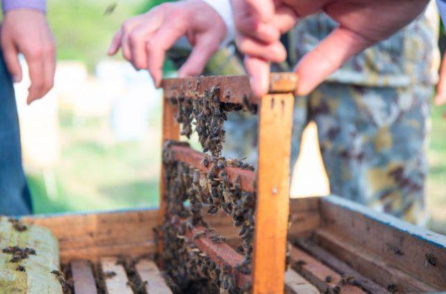 Эксперты оценили ущерб от массовой гибели пчел в российских регионах