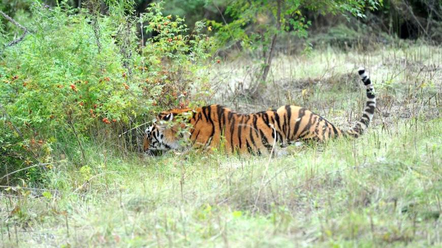 В Индии тигр укрылся от наводнения в пункте сбыта металлолома