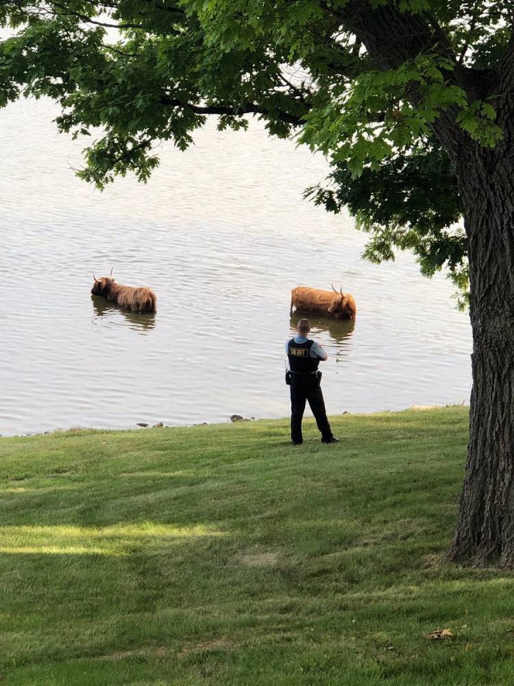 В США коровы сбежали с фермы, чтобы искупаться в озере