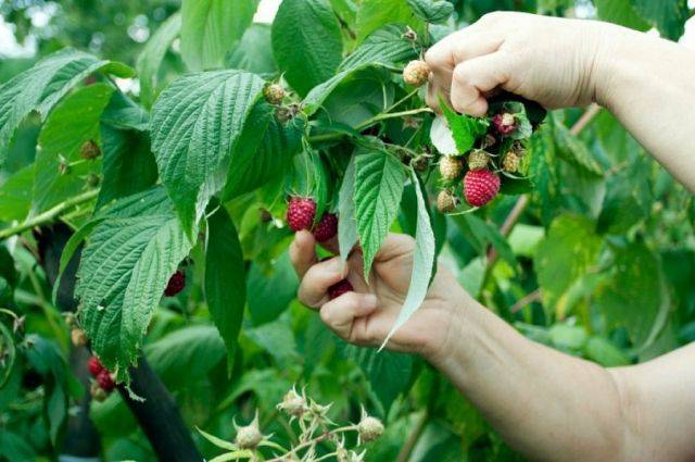 Роскачество посоветовало, как выбирать сезонные ягоды