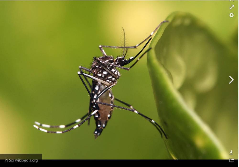 Сократить число азиатских тигровых комаров удалось болезнью и радиацией