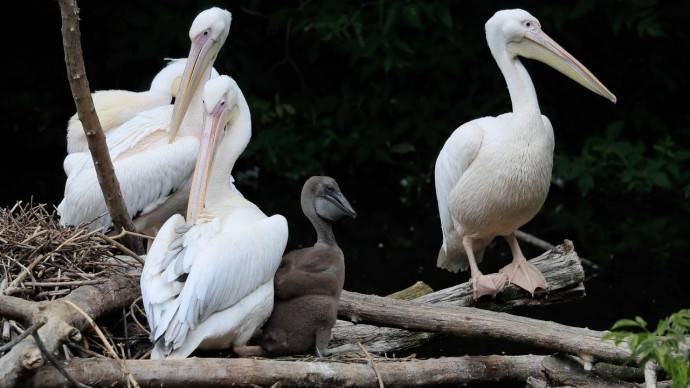В Московском зоопарке родился пеликан
