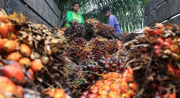 Минфин оценил идею отменить налоговые льготы на&nbsp;пальмовое масло | PolitNews