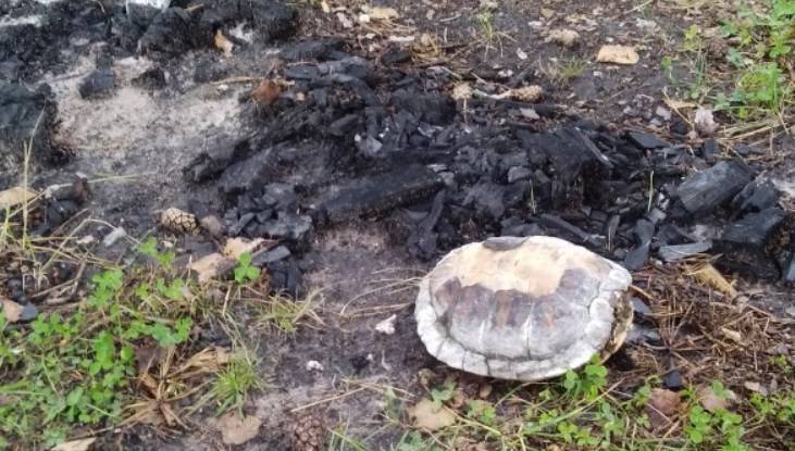 В Дятькове неизвестные живодёры сожгли черепаху