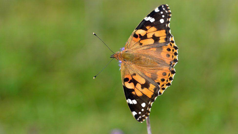 Британия ждет нашествия бабочек: самые яркие виды