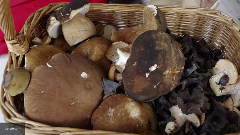 МЧС рассказало о правильном сборе грибов, отличиях съедобности и несъедобности