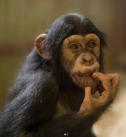 Маленькая шимпанзе из Челябинска обживается в ростовском зоопарке