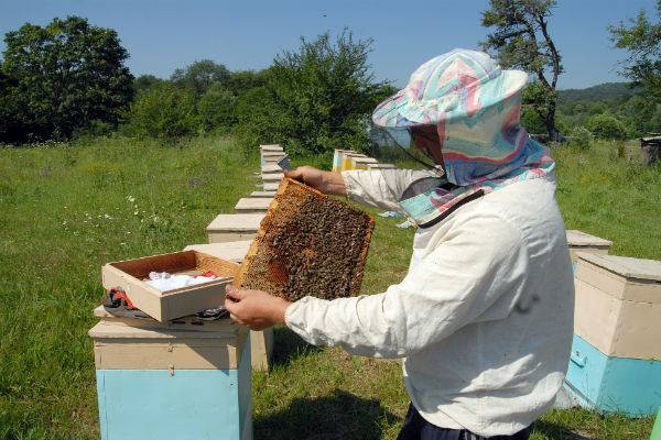 Ущерб от массовой гибели пчел в России оценили в триллион рублей