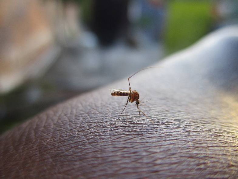 Лихорадку Западного Нила на Дону переносят комары: один человек заболел