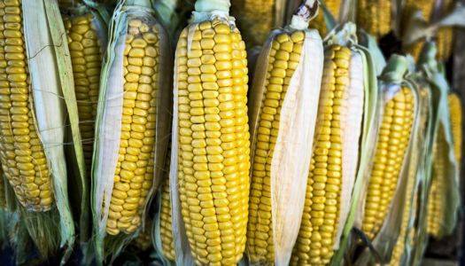 Дефіцит опадів вплинув на врожаї кукурудзи та картоплі