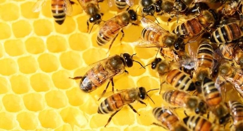 В Башкирии происходит массовая гибель бурзянской пчелы