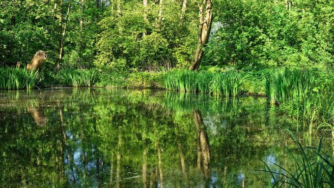 На реке Карповке появится плавучий сад с ирисами, осокой и аиром