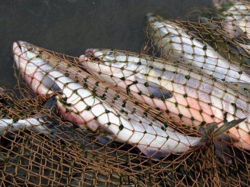Истощена треть морских рыбных запасов мира — ФАО