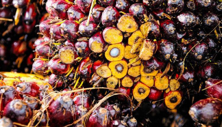 Малайзийский совет производителей пальмового масла просит депутатов Госдумы РФ «прекратить риторику» против этого продукта