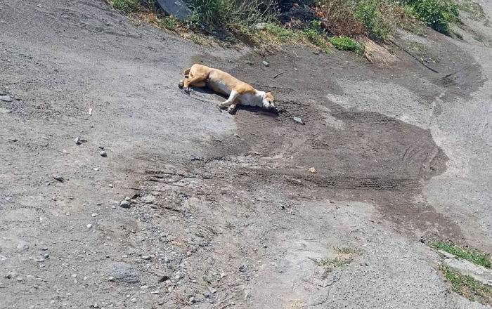 В Эчмиадзине орудует собачий киллер: живодер выходит на охоту на машине без номеров - фото