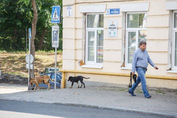 Человек собаке друг: что поменяет новый региональный закон в отношении безнадзорных животных
- Новости Воронежа